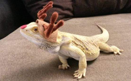 Bearded dragon costumes and outfits