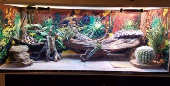 bearded dragon enclosure