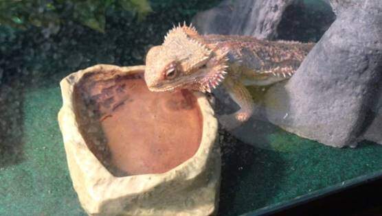 Bearded dragon drinking water