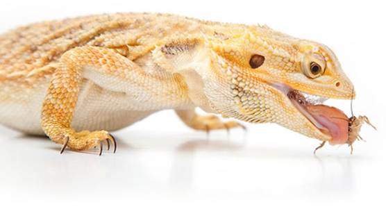 Bearded dragon foods and diet