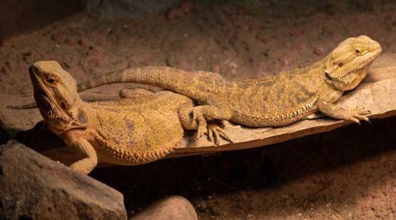 Bearded dragon gender and breeding