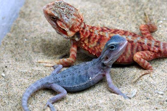 Bearded dragon morphs