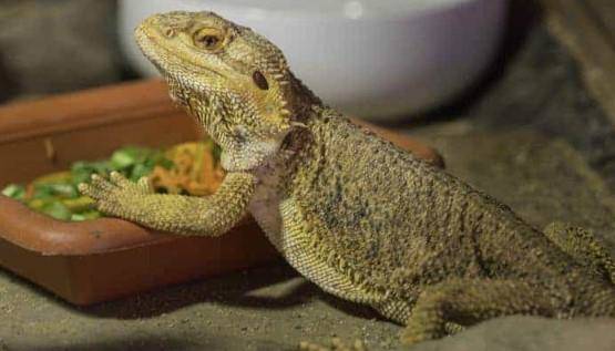 Bearded dragon not eating food