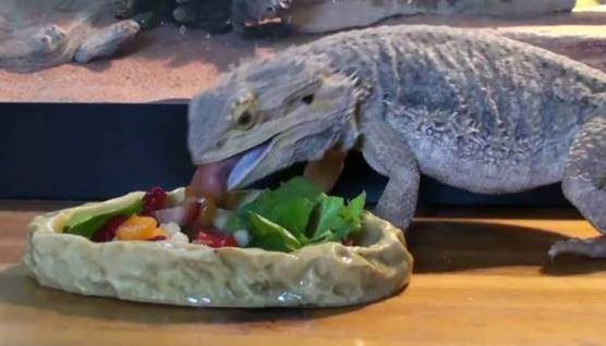 Bearded dragon salad