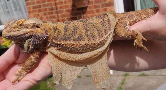 Bearded dragon shedding