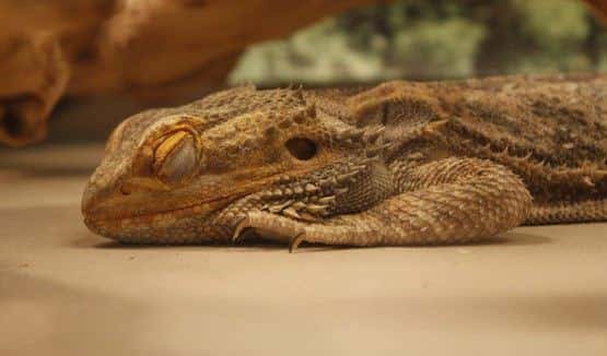 Bearded dragon sleeping