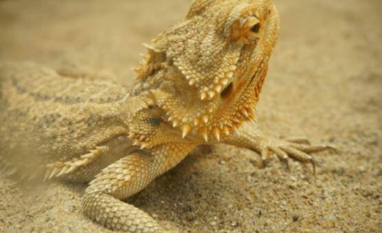 Bearded dragon substrate