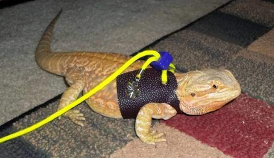Bearded dragon with harness and leash