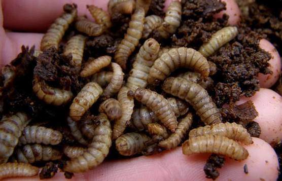 Black soldier fly larvae