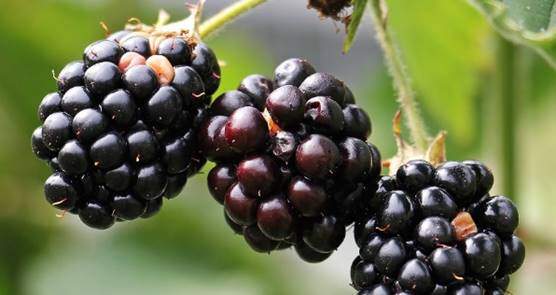 Blackberries