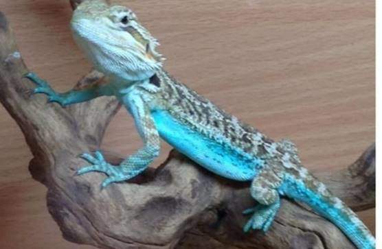 Blue flame bearded dragon