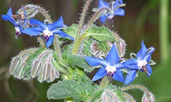 Borage