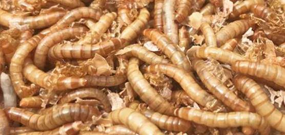 Breeding and raising mealworms