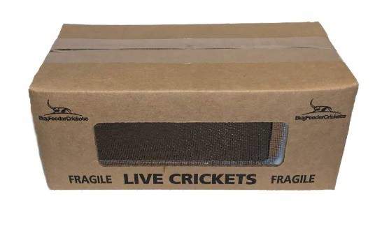 BuyFeederCrickets 500 Live Acheta Crickets