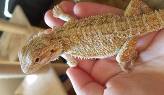 Reasons Why Bearded Dragons Make Good Pets Pet Care Advisors