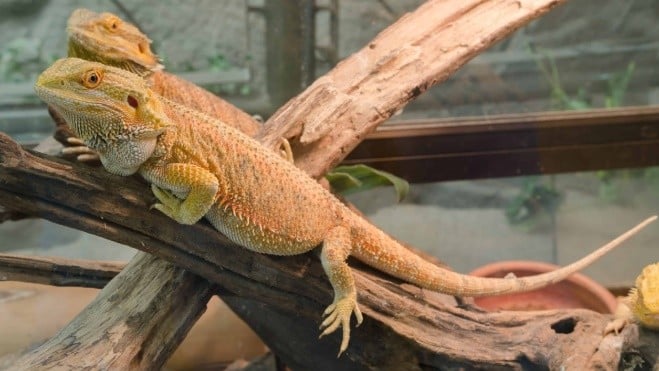 Can bearded dragons live together