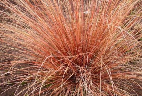 Carex buchananii