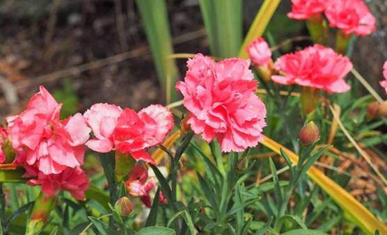 Carnations – Dianthus petals