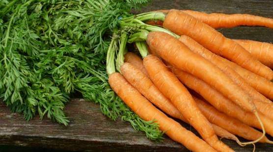 Carrots and carrot tops