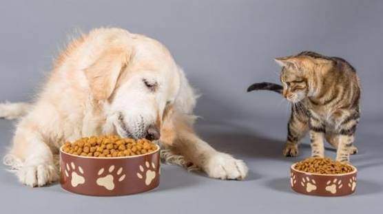 Cat and dog food