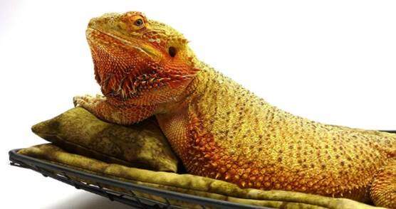 Chaise Lounge for Bearded Dragons