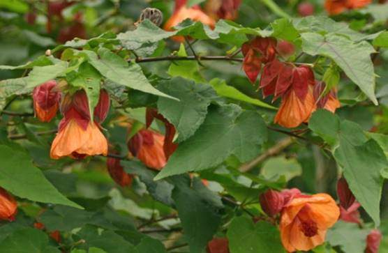 Chinese lantern Abutilon spp. flowers