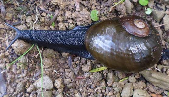 Cicadas, slugs, snails, and lizards