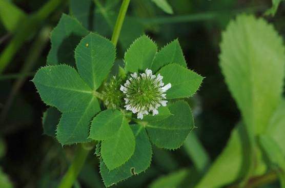 Clover or trefoil