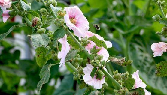 Common hollyhock leaves and flowers