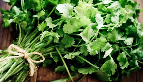 Coriander or cilantro