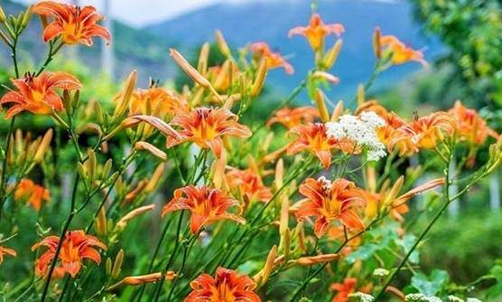 Daylilies flowers