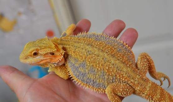 Dunner bearded dragon