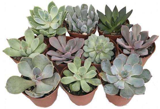 Echeveria succulents