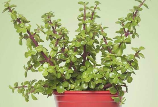 Elephant bush or dwarf jade plant