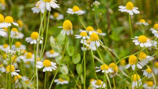 English Chamomile - Chamaemelum nobile