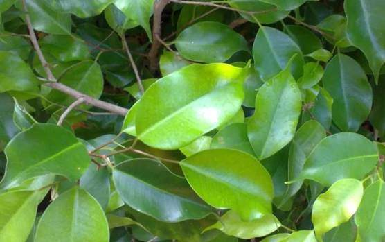 Ficus benjamina leaves