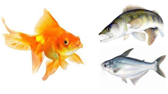 Fish including goldfish, salmon, tuna or feeder fish