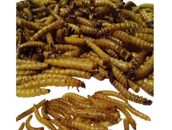 Freeze Dried Giant Mealworm