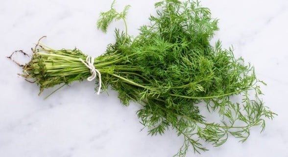 Fresh dill leaves