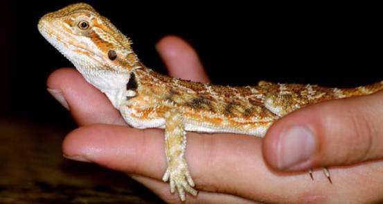 Fun things to do with your bearded dragon