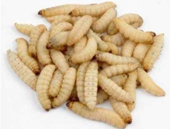 Galleria mellonella Live Waxworms for Feeding Reptiles, Birds, Chickens, and Fishing