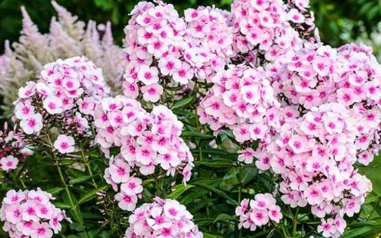 Garden Phlox