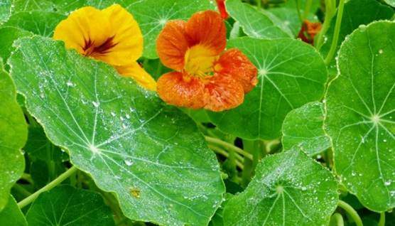 Garden nasturtium flowers and leaves