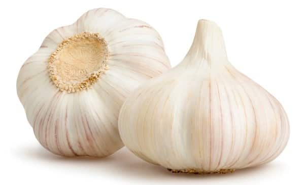 Garlic