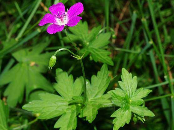 Geranium leaves and flowers