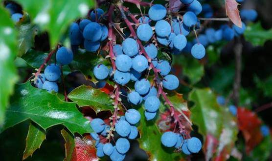 Grape berries and leaves