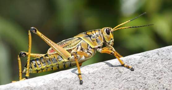 Grasshoppers