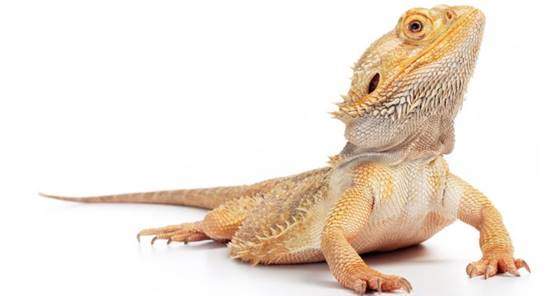 Healthy bearded dragon looks