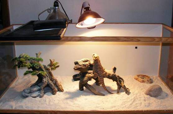 Heat lamps for bearded dragons