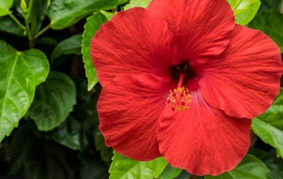 Hibiscus spp. leaves and flower